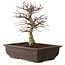 Carpinus coreana, 32 cm, ± 20 Jahre alt, mit einem Nebari von 8 cm