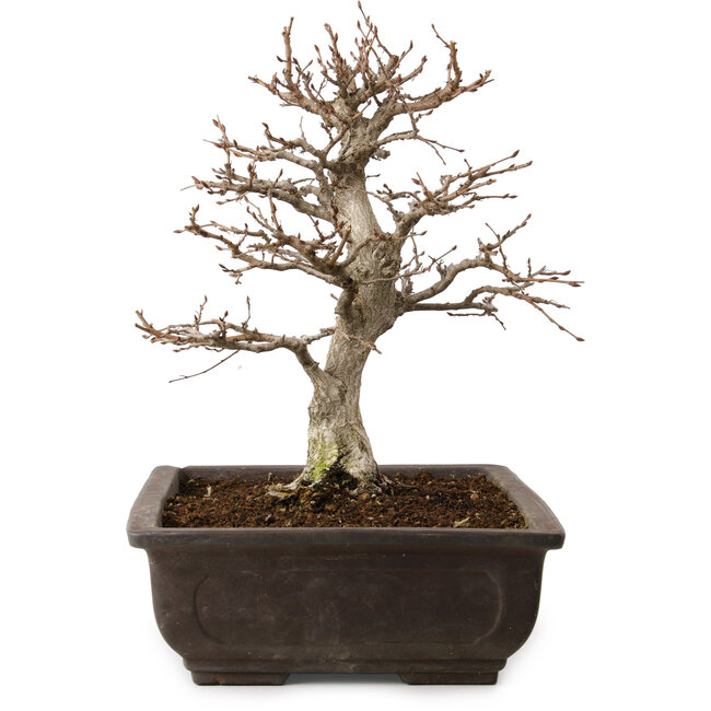 Carpinus coreana, 32 cm, ± 20 years old, with a nebari of 8 cm
