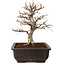 Carpinus coreana, 32 cm, ± 20 years old, with a nebari of 8 cm