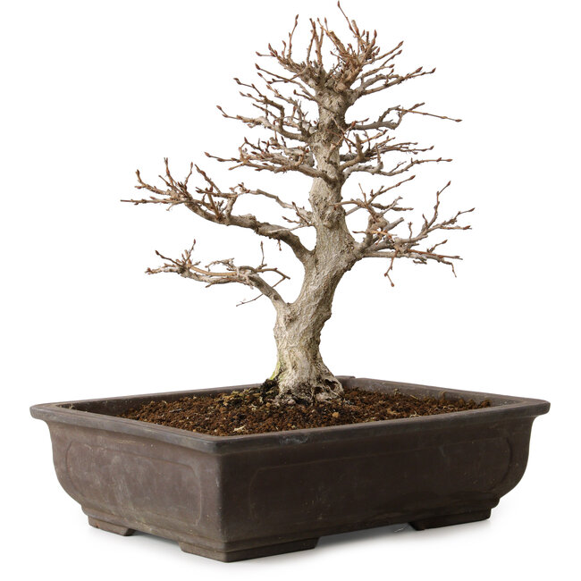 Carpinus coreana, 32 cm, ± 20 Jahre alt, mit einem Nebari von 8 cm