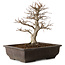 Carpinus coreana, 32 cm, ± 20 ans, avec un nebari de 8 cm