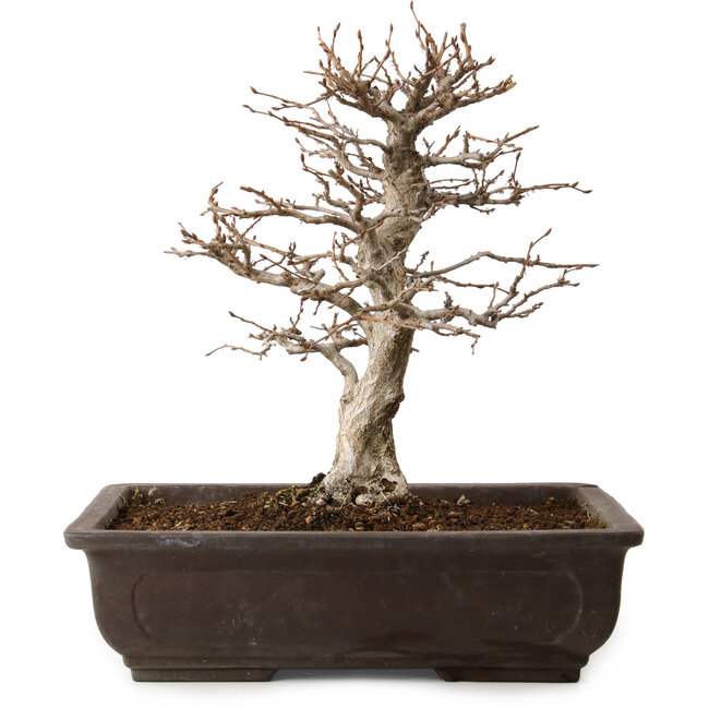 Carpinus coreana, 32 cm, ± 20 años, con un nebari de 8 cm
