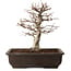 Carpinus coreana, 32 cm, ± 20 ans, avec un nebari de 8 cm