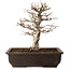 Carpinus coreana, 32 cm, ± 20 Jahre alt, mit einem Nebari von 8 cm