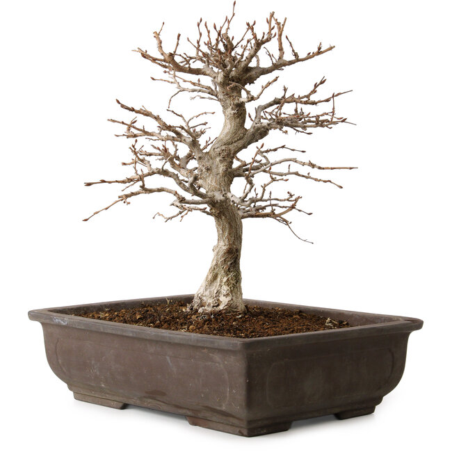 Carpinus coreana, 32 cm, ± 20 Jahre alt, mit einem Nebari von 8 cm