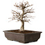 Carpinus coreana, 32 cm, ± 20 Jahre alt, mit einem Nebari von 8 cm