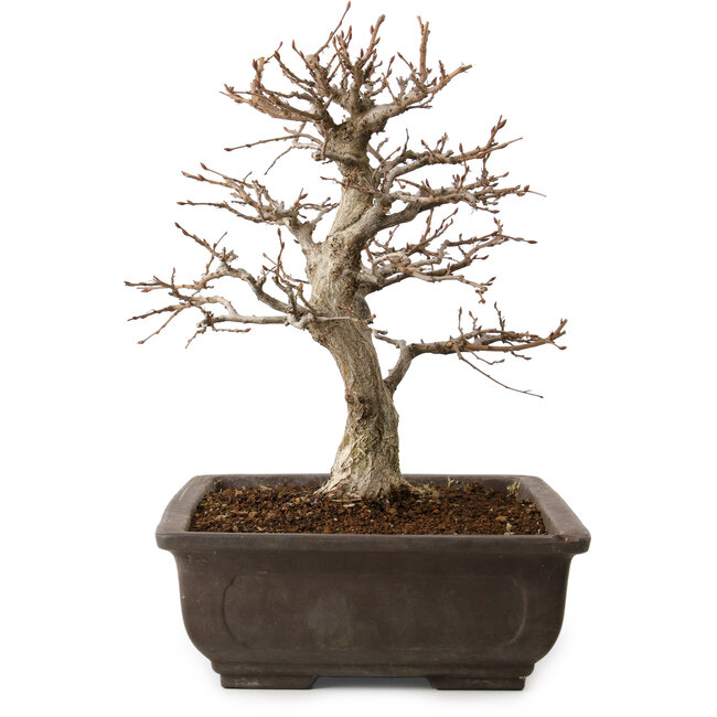 Carpinus coreana, 32 cm, ± 20 anni, con nebari di 8 cm