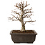 Carpinus coreana, 32 cm, ± 20 anni, con nebari di 8 cm