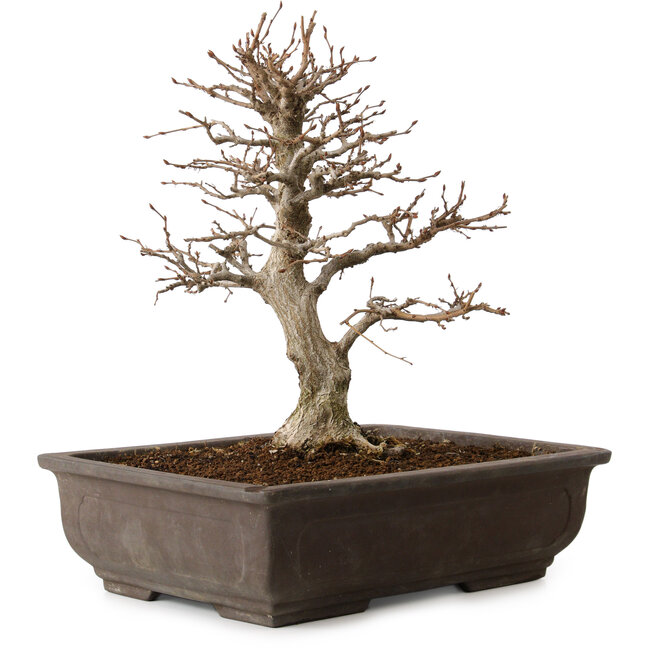Carpinus coreana, 32 cm, ± 20 ans, avec un nebari de 8 cm