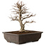 Carpinus coreana, 32 cm, ± 20 Jahre alt, mit einem Nebari von 8 cm