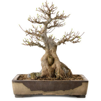 Acer buergerianum, 33 cm, ± 35 ans