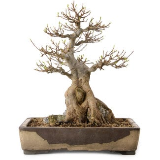 Acer buergerianum, 33 cm, ± 35 Jahre alt