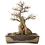 Acer buergerianum, 33 cm, ± 35 ans, avec un nebari de 12 cm