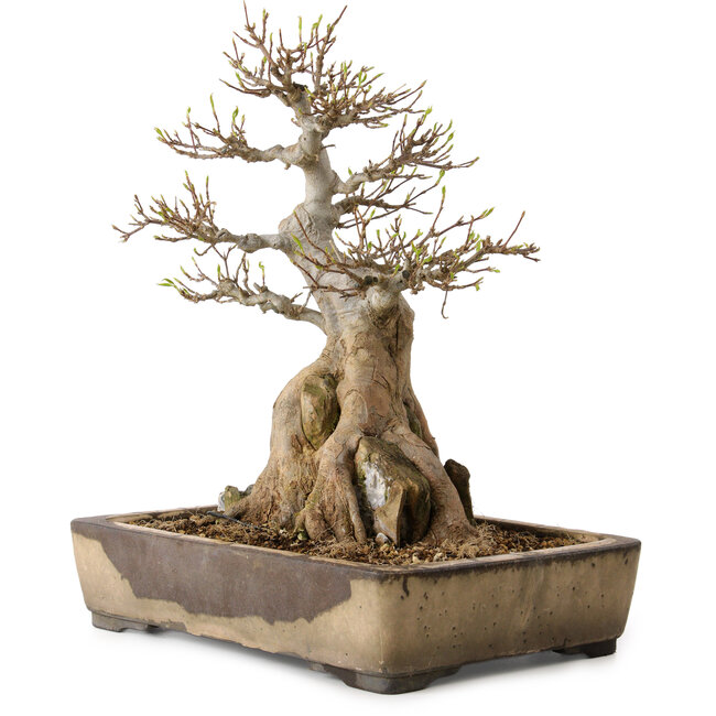 Acer buergerianum, 33 cm, ± 35 years old, with a nebari of 12 cm