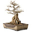 Acer buergerianum, 33 cm, ± 35 años, con un nebari de 12 cm