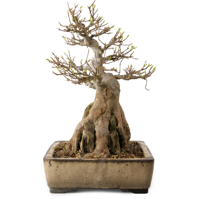 Acer buergerianum, 33 cm, ± 35 años, con un nebari de 12 cm