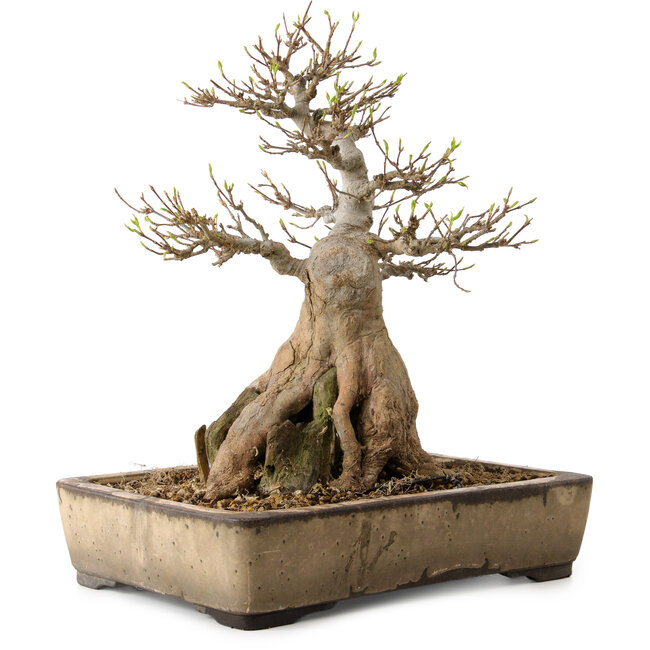 Acer buergerianum, 33 cm, ± 35 anni, con nebari di 12 cm