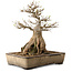 Acer buergerianum, 33 cm, ± 35 años, con un nebari de 12 cm
