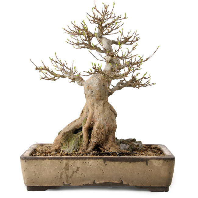 Acer buergerianum, 33 cm, ca. 35 Jahre alt, mit einem Wurzelhals von 12 cm