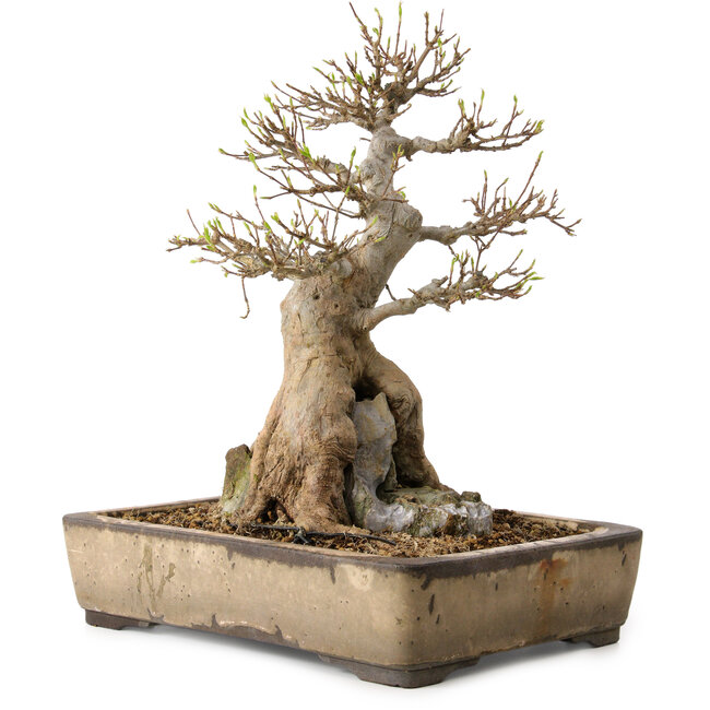 Acer buergerianum, 33 cm, ± 35 años, con un nebari de 12 cm