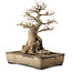 Acer buergerianum, 33 cm, ± 35 ans, avec un nebari de 12 cm
