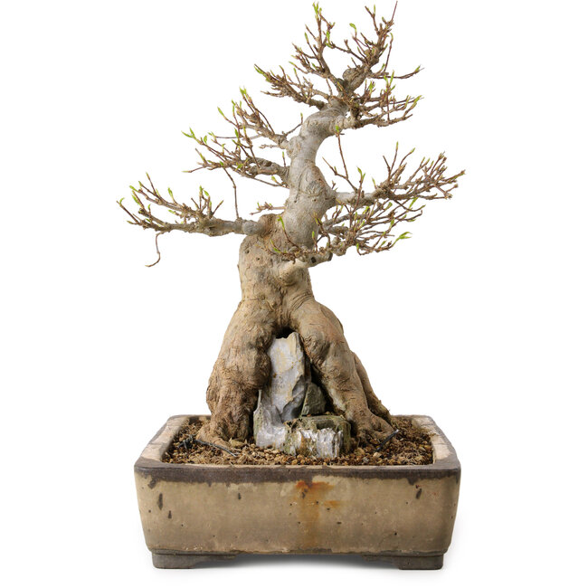 Acer buergerianum, 33 cm, ± 35 años, con un nebari de 12 cm