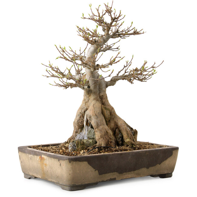 Acer buergerianum, 33 cm, ± 35 ans, avec un nebari de 12 cm