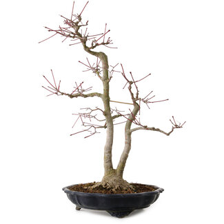 Acer palmatum, 45 cm, ± 20 ans
