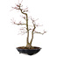 Acer palmatum, 45 cm, ± 20 años, con un nebari de 13 cm