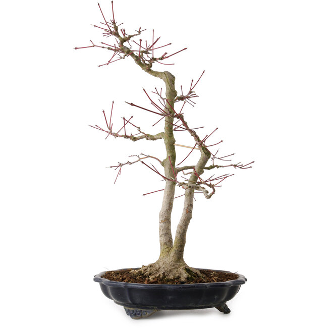 Acer palmatum, 45 cm, ± 20 anni, con nebari di 13 cm