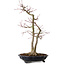 Acer palmatum, 45 cm, ca. 20 Jahre alt, mit einem Wurzelhals von 13 cm