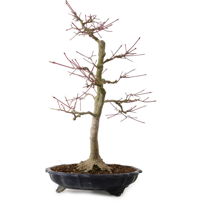 Acer palmatum, 45 cm, ± 20 years old, with a nebari of 13 cm