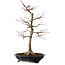 Acer palmatum, 45 cm, ca. 20 Jahre alt, mit einem Wurzelhals von 13 cm