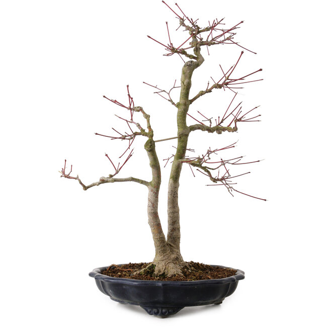 Acer palmatum, 45 cm, ± 20 anni, con nebari di 13 cm