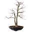 Acer palmatum, 45 cm, ± 20 años, con un nebari de 13 cm