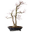 Acer palmatum, 45 cm, ca. 20 Jahre alt, mit einem Wurzelhals von 13 cm