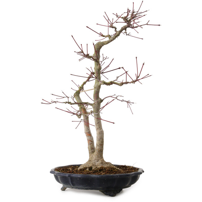 Acer palmatum, 45 cm, ± 20 anni, con nebari di 13 cm
