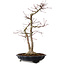 Acer palmatum, 45 cm, ± 20 years old, with a nebari of 13 cm