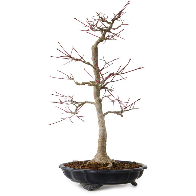 Acer palmatum, 45 cm, ± 20 years old, with a nebari of 13 cm