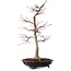 Acer palmatum, 45 cm, ca. 20 Jahre alt, mit einem Wurzelhals von 13 cm