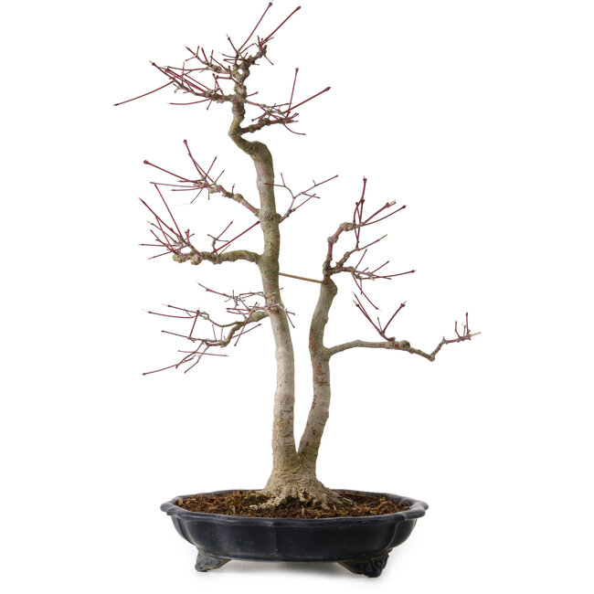 Acer palmatum, 45 cm, ± 20 anni, con nebari di 13 cm
