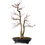 Acer palmatum, 45 cm, ± 20 years old, with a nebari of 13 cm