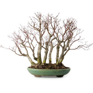 Acer palmatum Arakawa, 46 cm, ± 30 años de edad