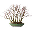 Acer palmatum Arakawa, 46 cm, ± 30 años de edad