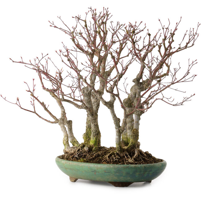 Acer palmatum Arakawa, 46 cm, ± 30 anni
