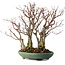 Acer palmatum Arakawa, 46 cm, ± 30 años de edad