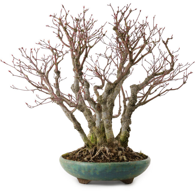 Acer palmatum Arakawa, 46 cm, ± 30 Jahre alt