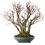Acer palmatum Arakawa, 46 cm, ± 30 años de edad