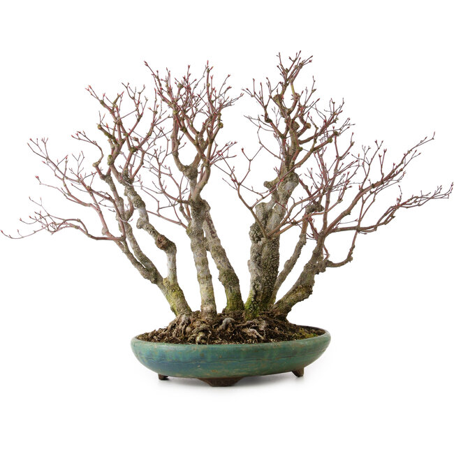 Acer palmatum Arakawa, 46 cm, ± 30 ans