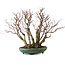Acer palmatum Arakawa, 46 cm, ± 30 años de edad